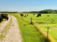Eine Herde wild lebender (aber harmloser) Kühe versperrt uns den Weg